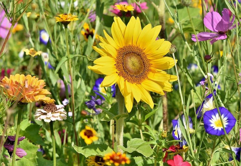 Container Gardening