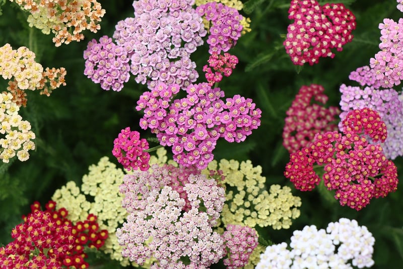 Yarrow